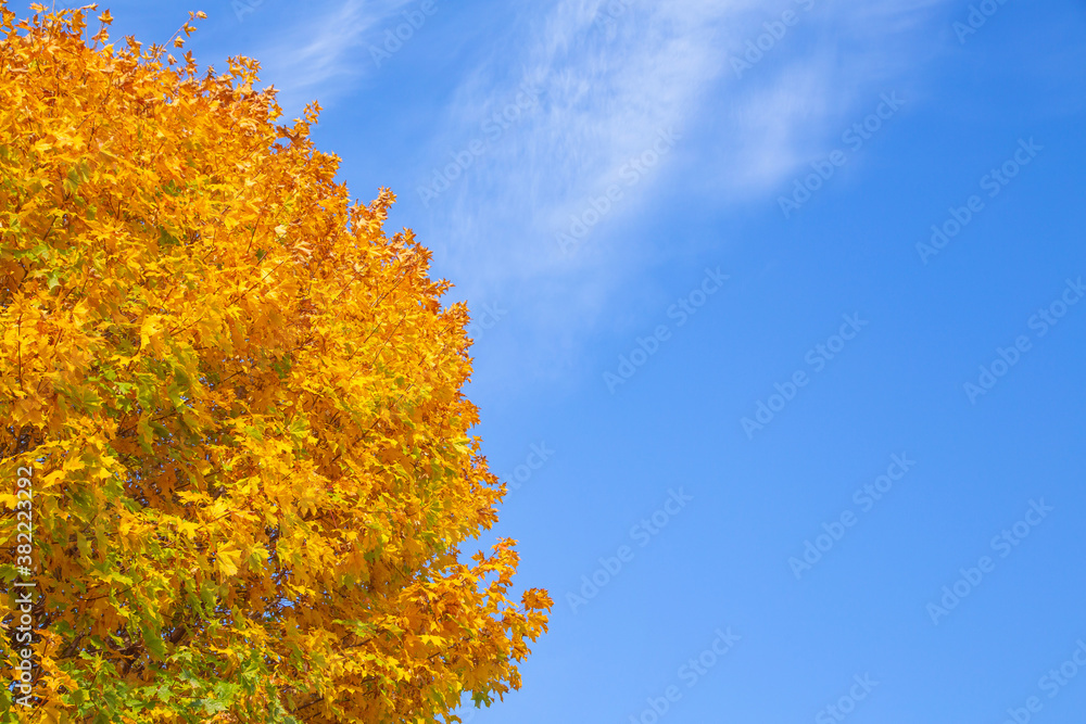 Fototapeta premium blue sky with white Cirrus clouds, yellow tree crown, background