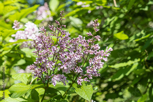Branch of lilac with green leaves and buds blooms on a green blurred background in summer