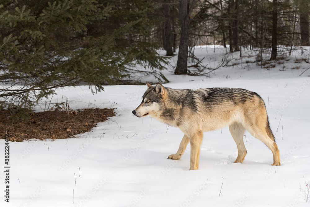 Grey Wolf (Canis lupus) Stands Near Pine Tree Looking Left Winter Grey Wolf (Canis lupus) Stands Near Pine Tree Looking Left Winter