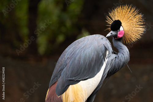 Beautiful black crowned crane looking to the side with beautiful bright colors and a fly perched on its feathers in a zoo in Valencia, Spain