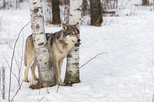 Grey Wolf (Canis lupus) Stands Between Birch Trees Looking Right Winter © geoffkuchera