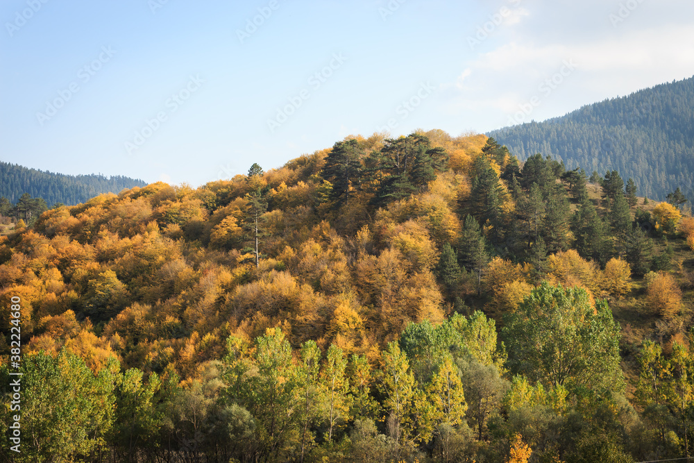Yellow and green trees in forest on mountain with blue sky at autumn landscape.