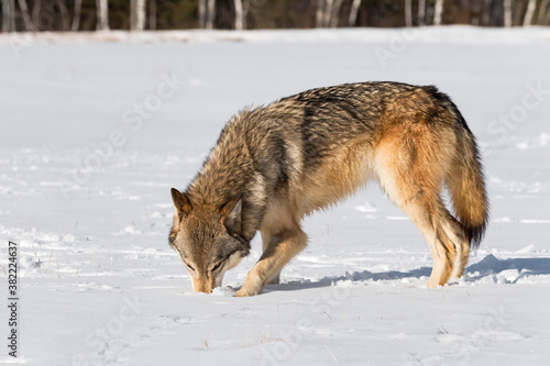 Grey Wolf (Canis lupus) Sticks Nose in Snow in Field Winter © geoffkuchera
