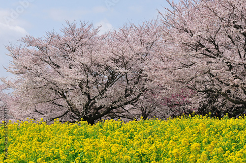 菜の花と桜 © Paylessimages