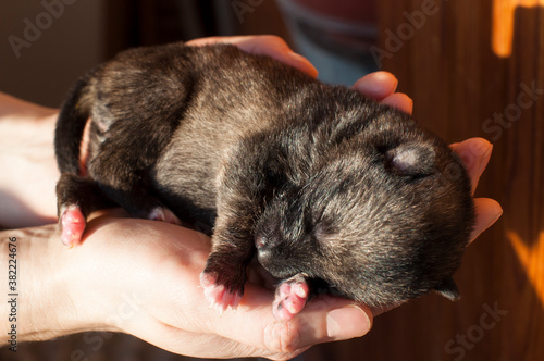 small newborn childless puppy sleeps in the palms of a person.