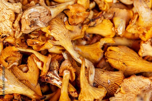 Lots of raw chanterelle mushrooms on the counter. Close-up.