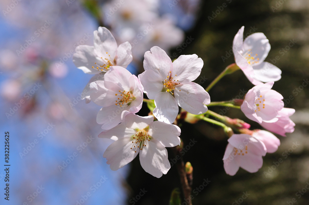 桜