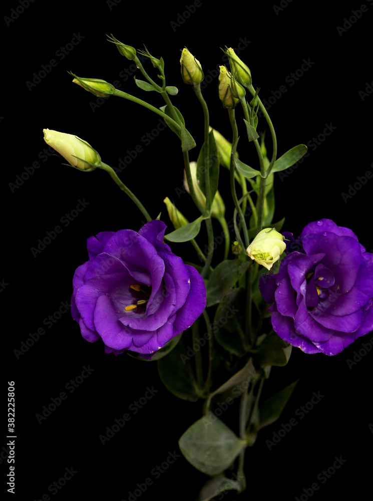 A branching stem of dark purple lisianthus isolated A branching stem of dark purple lisianthus isolated