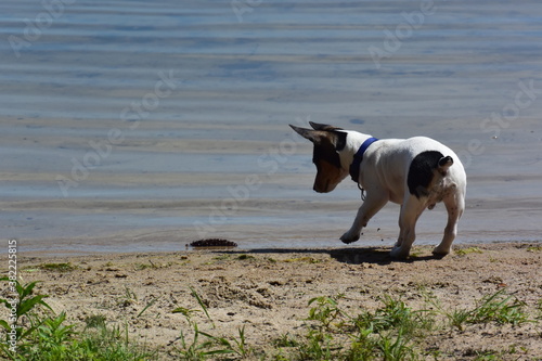 Teddy Roosevelt Rat Terrier at the lake on shore and dock photo