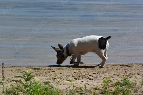 Teddy Roosevelt Rat Terrier at the lake on shore and dock photo