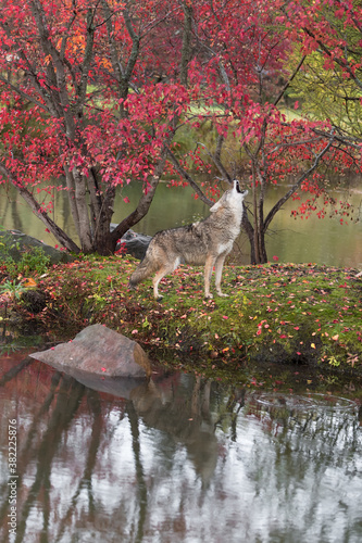 Coyote (Canis latrans) Stands Howling on Island Autumn