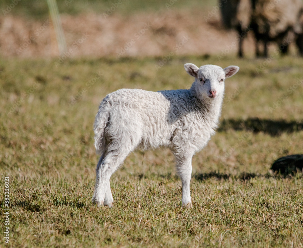 Fototapeta premium 11