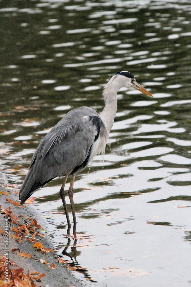 Fototapeta premium A view of a Grey Heron