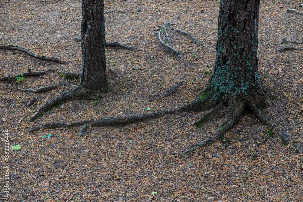 View of the lower part of the trunks of two pines. Textured roots protrude from the ground, the ground is covered with fallen needles. There are rare blades of grass. Background. Texture. View of the lower part of the trunks of two pines. Textured roots protrude from the ground, the ground is covered with fallen needles. There are rare blades of grass. Background. Texture.