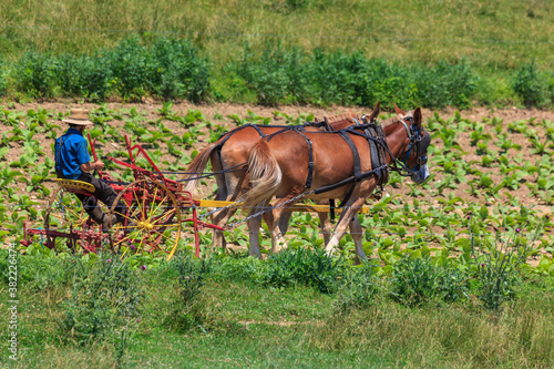 Obraz na plátne Amish farmer with horses in tobacco
