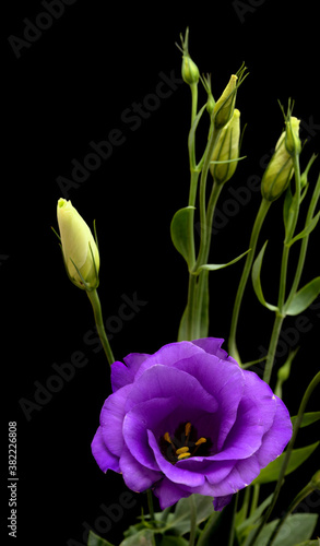 A branching stem of dark purple lisianthus isolated on black background