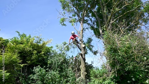 Arborist or tree surgeon using safety ropes to stand on a tree branch.