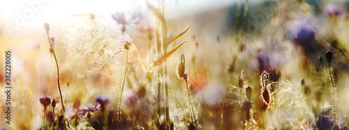 wildblumenwiese natur sommer pastell sonne tau photo