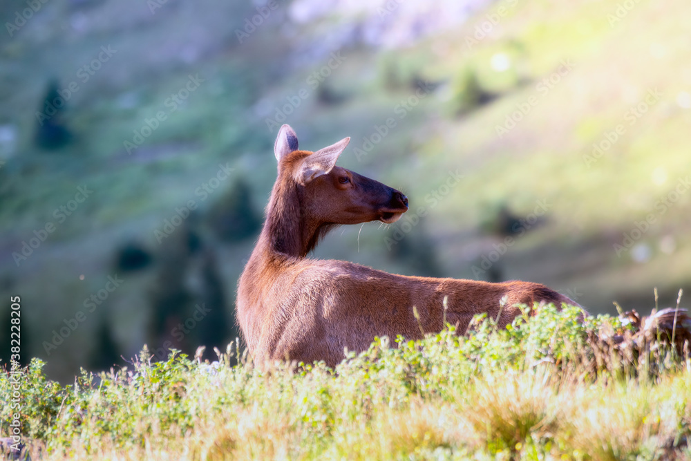Φωτογραφία Adult Female Elk (Cervus canadensis) High in the Mountains in Rocky Mountain Nat