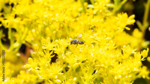 A Flat-tailed Leafcutter Bee (Megachile mendica) Seeks Pollen from Bright Yellow Wildflowers photo