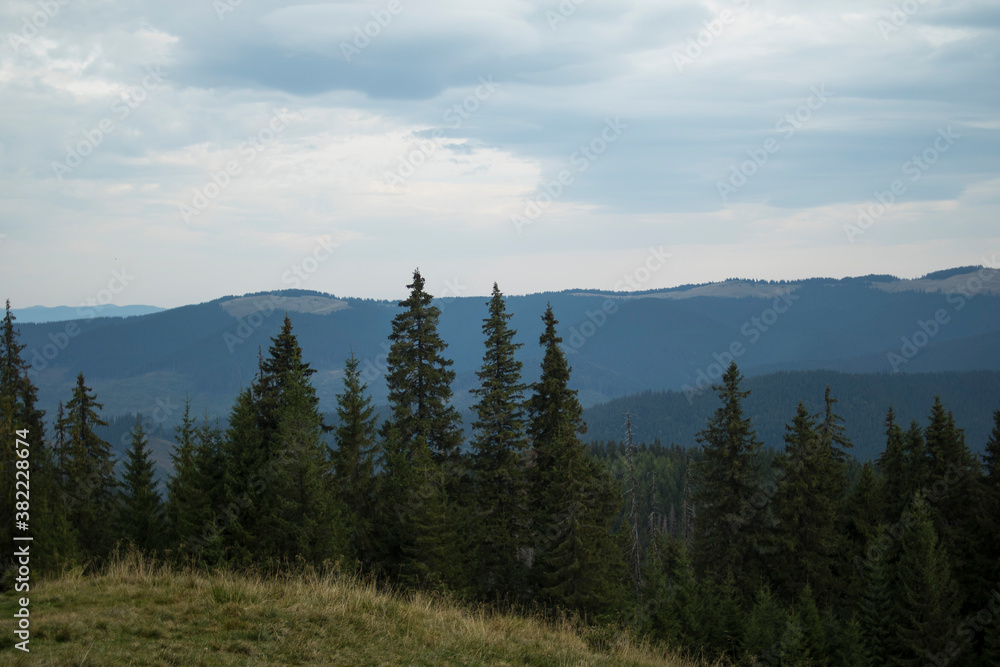 Obraz premium Mountain landscape and dense coniferous forests
