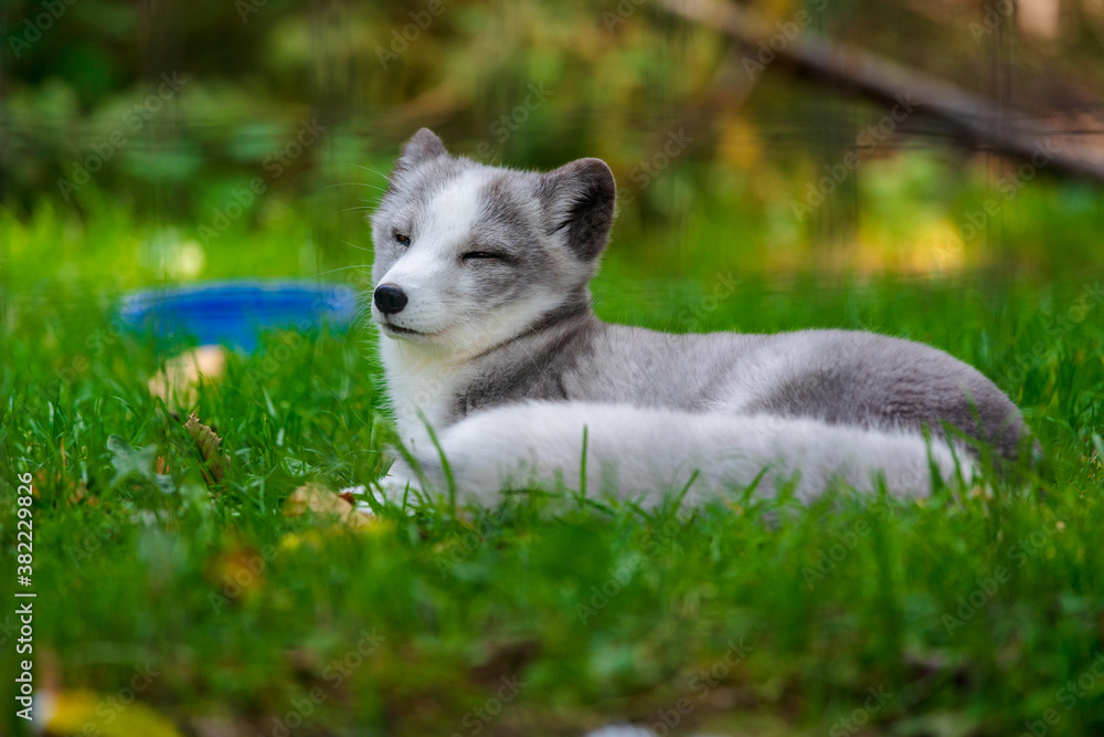 Obraz premium Arctic Fox Pup