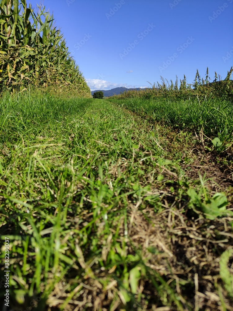 Obraz premium field of corn