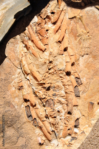 Namibia: Mesosaurus scelett discovery at Spitzkoppe Farm near Keetmanshoop in the Region Karas. photo