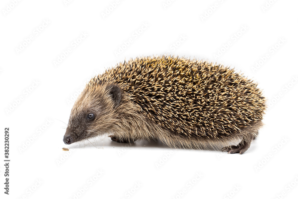 young european hedgehog isolated on white young european hedgehog isolated on white