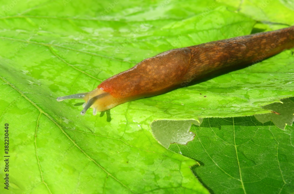 Orange slug crawling on green leaves, closeup Orange slug crawling on green leaves, closeup