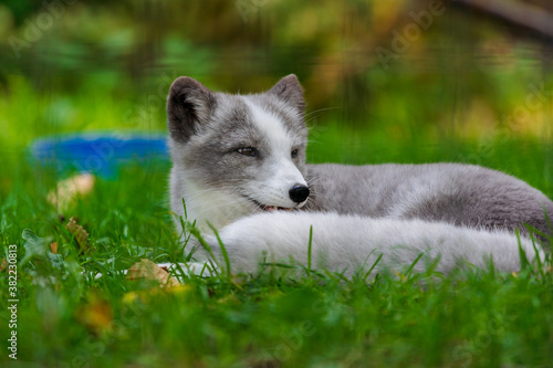 Arctic fox pup