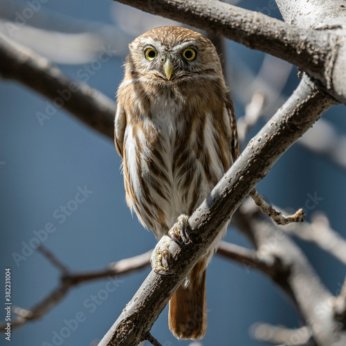 Title: Owl Post.

Species: Ferruginous pygmy owl (Glaucidium brasilianum).