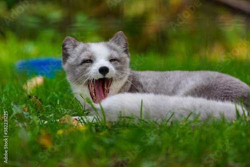 Arctic fox yawning