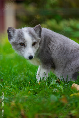 little white fox