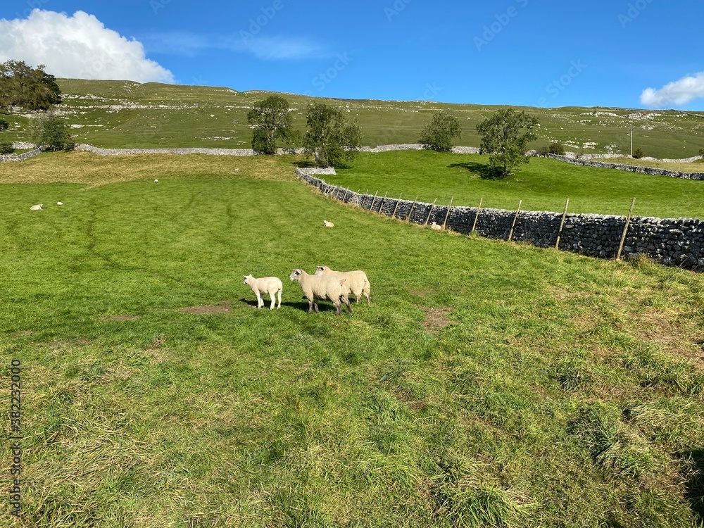 Obraz premium Rural landscape, with dry stone walls, sheep, and hills in the distance in, Litton, Skipton, UK