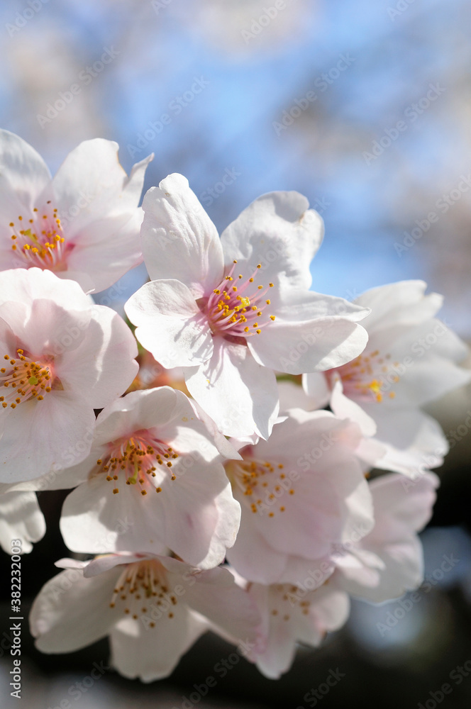 桜 桜