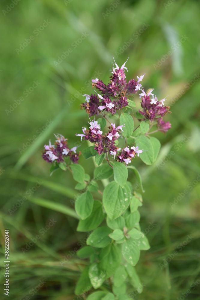 Fototapeta premium Kwiaty oregano