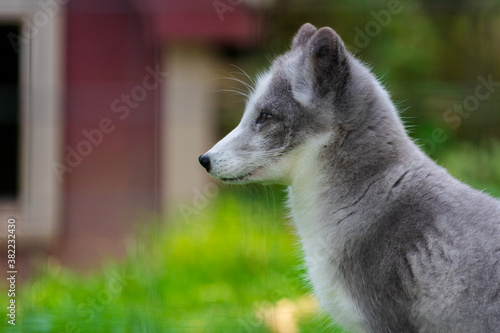 portrait of a white fox