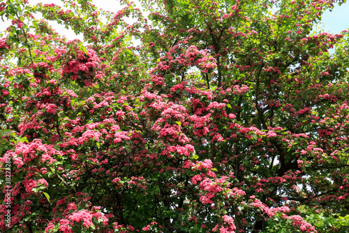The blooming crimson hawthorn tree