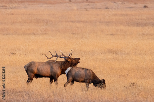 Elk Rut in Rocky Mountain National Park