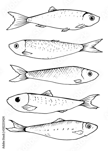 vector Graphic collection of small sprat fish , drawn in the style of linear art. The seafood menu includes sardines and sprats. Sea and ocean creatures isolated on a white back