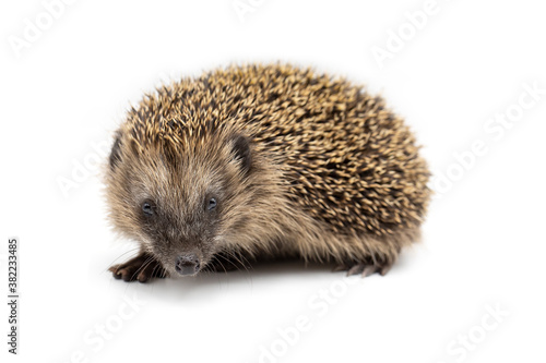 Fototapeta Naklejka Na Ścianę i Meble -  young european hedgehog isolated on white