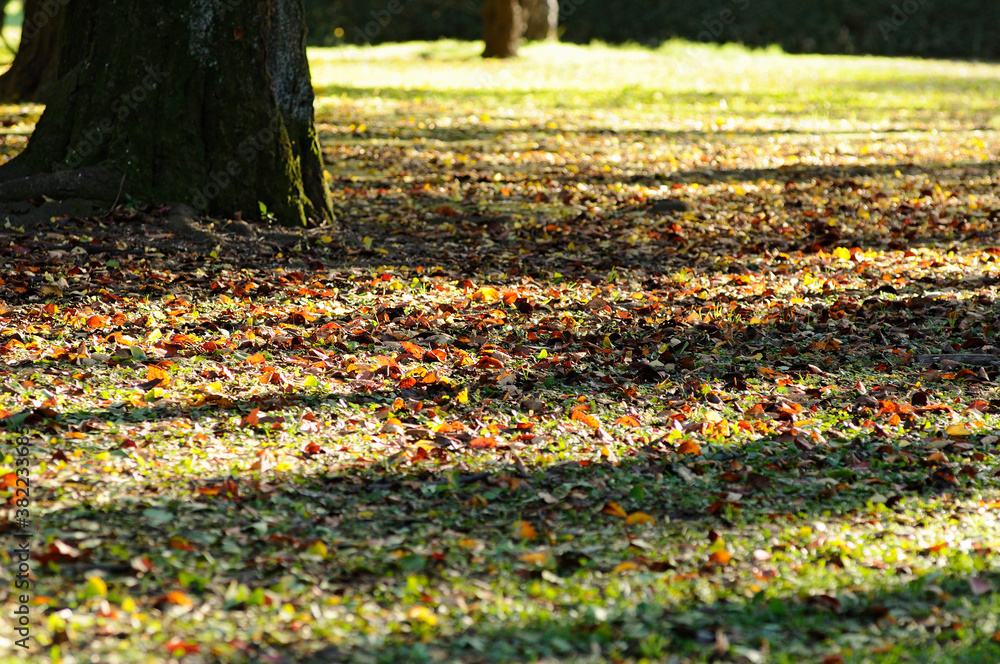 Obraz premium 紅葉