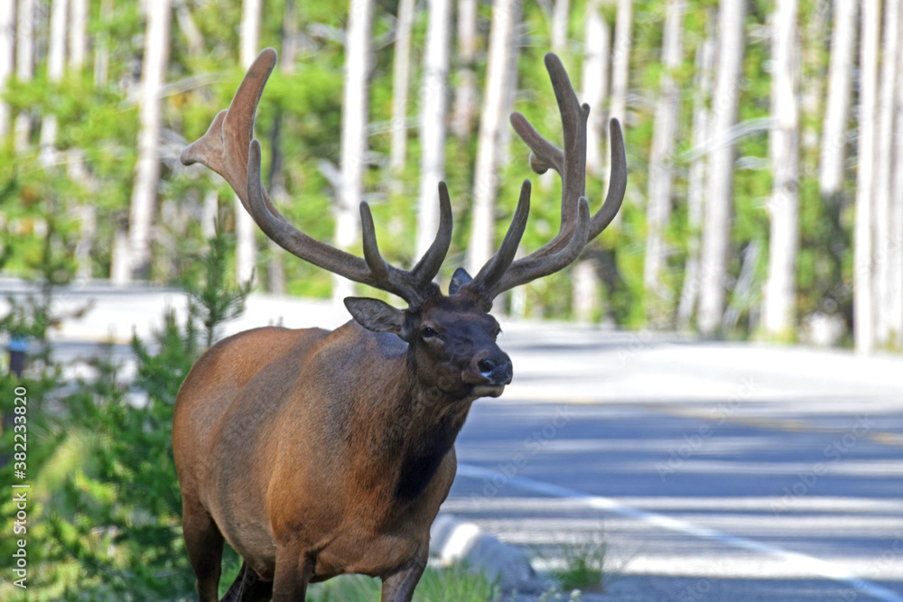 Elk Elk
