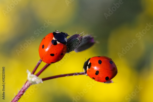 seven-spot ladybird on leaf in nature