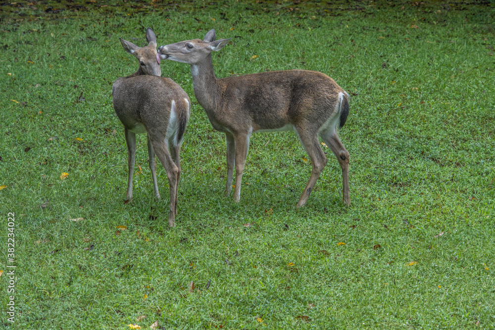 Fototapeta premium Deer grooming each other