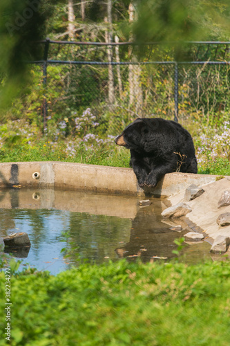 Black Bear Sitting at Pond