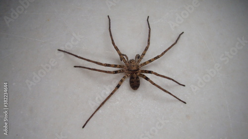 Spider on isolated white background Spider is waiting for prey close up of spider closeup spider insect, insects, bug, bugs, animal, animals, wildlife, wild nature, forest, woods, garden, park