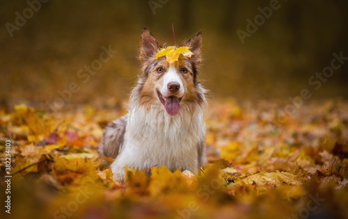 Dog, border collie breed portrait close-up, autumn in the Park, yellow leaves and maple leaves on the head