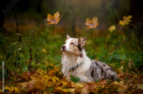 Dog, border collie breed portrait close-up, autumn in the Park, yellow leaves and maple leaves on the head